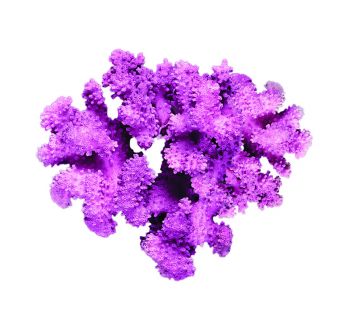 สาหร่ายทะเลสีแดงใต้ท้องทะเลลึก แหล่งรวมแคลเซียม และแร่ธาตุอื่นๆ กว่า 72 ชนิด