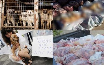 ดรามารับโอลิมปิค เกาหลีแตก2เสียงหนุน-ต้าน\'โซ้ยเนื้อสุนัข\'