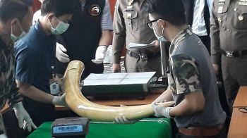 16กุมภาฯจับตา‘เปรมชัย’  ถ้าเบี้ยวศาลเจอหมายจับ  ต้องรายงานตัวคดีล่า‘เสือดำ’