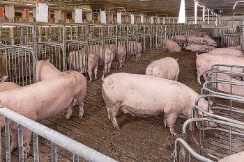 เกษตรกรเลี้ยงหมูโอด! รัฐไม่จริงใจแก้ราคาตกต่ำปล่อยช่วยเหลือกันเองมา15ปี