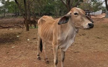 \'ผจก.มูลนิธิวัดเสือ\' หยิกลุงตู่\'ช่วยประเทศไทยก่อน\'ไม่ต้องห่วงสัตว์เลี้ยงในวัด (ชมคลิป)