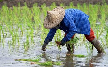 \'ชลประทาน\'แนะงดปลูกข้าวนาปรัง เริ่มลุยต้นพ.ค.พร้อมชาวนาลุ่มเจ้าพระยา