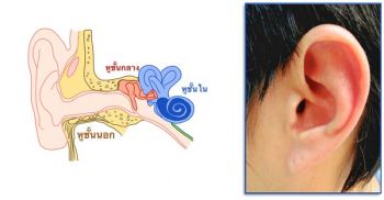 Life&Health : หู...อวัยวะที่มักถูกละเลย