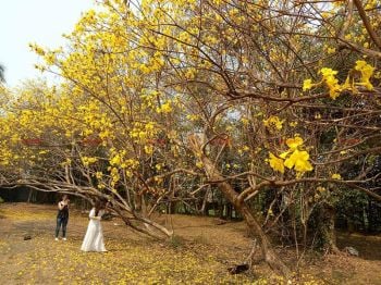 ดอกเหลืองอินเดียบานสะพรั่งกลางเมืองลำปาง ปชช.แห่ถ่ายภาพความสวยงาม