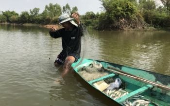 สุรินทร์\'อ่างลำพอก\'ไม่มีแล้ง! ชาวบ้านจับปลางมหอยทำอาหารอุดมสมบูรณ์
