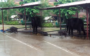 13มีนา\'วันช้างไทย\' พาไปอมยิ้มกับลูกช้างเล่นน้ำฝน ดูซุกซนเหมือนเด็กน้อย (ชมคลิป)