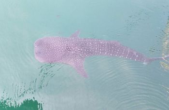 พบ\'ฉลามวาฬ\'ว่ายอวดโฉมหลังเกาะสีชัง พบเป็นตัวที่2ในรอบ3วัน