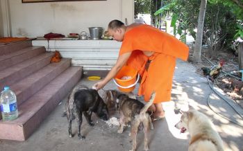 โยมทิ้งหมาบอกพระด้วยมันบาป! หลวงพี่ขอบิณฑบาตอาหารสุนัข-วัคซีน (ชมคลิป)