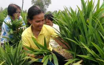 \'เกษตรกรเมืองช้าง\'ไม่ทนแล้งพลิกวิกฤติ สร้างโอกาสปลูกใบเตยขายกำไรงาม