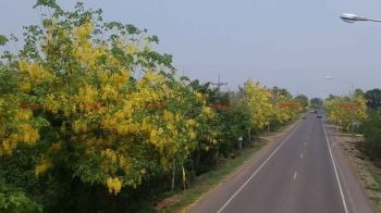 บุรีรัมย์ตื่นตา! ดอกคูณเหลืองอร่ามสวยงามสองฝั่งถนนกว่า2กม.รับช่วงสงกรานต์