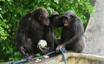 สวนสัตว์ดุสิต จัดผลไม้-มาตรการคลายร้อนให้กับสัตว์