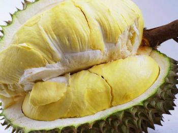เปิดผลวิจัยทุเรียน3สายพันธุ์ใหม่ เทียบชั้นหมอนทอง-หมดห่วงผลผลิตล้นตลาด