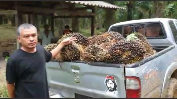 ล้อมจับโจรลักตัด\'ปาล์มน้ำมัน\'กว่า10ครั้ง ไหวตัวทันหนีรอด