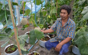 เกษตรกรป้ายแดงปรับบ่อกุ้งหันปลูก\'เมล่อน\'ขาย ใช้ทฏษฎีแกล้งดินตามแนวพระราชดำริในหลวงร.9