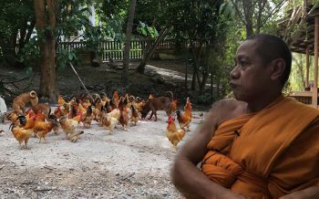 เยอะไปมั้ย!โยมขนไก่ใส่สิบล้อปล่อยวัด เจ้าอาวาสขำไม่ออกจำใจรับเลี้ยง