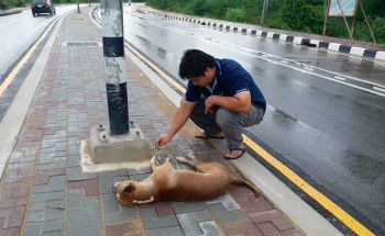 สงสารเจ้าตูบดับบนเกาะกลางถนน เซ่นเสาไฟฟ้ารั่ว-สลด!วอนจนท.เร่งแก้ไข