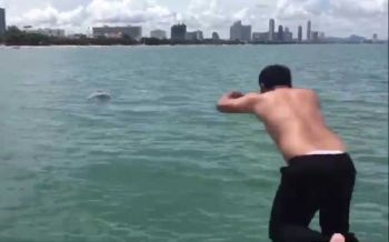 ฮือฮา!2โลมาสีชมพูโผล่เล่นน้ำริมหาดจอมเทียน