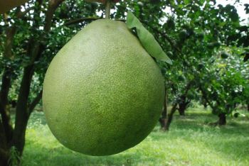 ยกย่องเกษตรกรส้มโอ-สวนอินทรีย์ รับรางวัลเกษตรกรดีเด่นแห่งชาติประจำปี2561