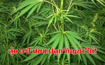 ลุ้น 3 ปี เปิดให้ประชาชนปลูก\'กัญชา\'ภายใต้การควบคุม