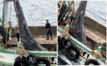 เลวเกินร้อย! นักดำน้ำแฉหลักฐานเรือประมงลอบจับ \'ฉลามวาฬ\' กลางทะเลภูเก็ต