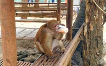มารู้จัก \'เจ้าจ๋อ\' สัตว์ป่าคุ้มครองที่กำลังจะถูกจับปล่อย \'เกาะ\'
