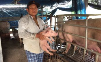 ไอดอลเมืองช้าง!นายกอบต.คนขยัน เลี้ยงหมูปลาดุกหลังเลิกงานหลวง