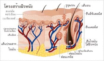 ส่องผิวหน้าดูสัญญาณเตือน ‘ผิวหนังขาดนํ้า’