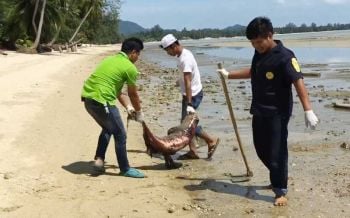 ตัวที่10!‘โลมาอิรวดี’ตายปริศนา คลื่นซัดซากเกยชายหาดเกาะสมุย