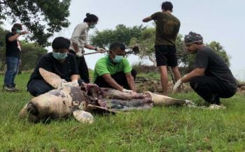 เสี่ยงสูญพันธุ์!พบซาก‘โลมาอิรวดี’ลอยตายอีกในทะเลสาบสงขลา