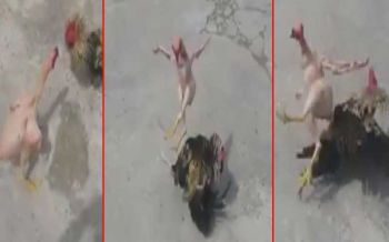 ศึกสัตว์ปีก!\'คลิป\'ฮือฮา‘ไก่ไร้ขน’จิก ตี ชน สู้ยิบตาคู่แข่ง