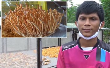 หนุ่มราชภัฎปลื้มใจ!จดทะเบียน\'เห็ดถั่งเช่าสีทองเกาะใหญ่\'เป็นสินค้าโอทอป