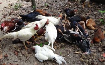 เมืองคอนผวาโรคระบาด!!! ไก่โครงการ \'9101\' ล้มตายปริศนาต่อเนื่อง 7 วัน กว่า 200 ตัว