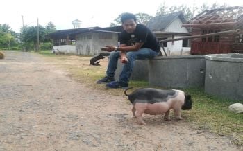 หมูแคระแสนรู้!\'น้องเพชร น้องพลอย\'ดึงเด็กๆมาสัมผัสธรรมชาติทุ่งนาป่าเขาลำเนาไพร