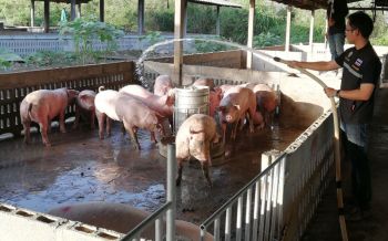 \'กรมปศุสัตว์\'เดินหน้าตรวจปัสสาวะหมู หาสารเร่งเนื้อแดง