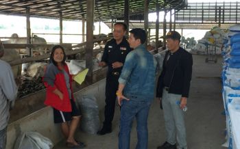 \'ปศุสัตว์\'ลงพื้นที่ฟาร์มสระบุรี อายัดโคเนื้อ120ตัว หลังตรวจพบ\'สารเร่งเนื้อแดง\'