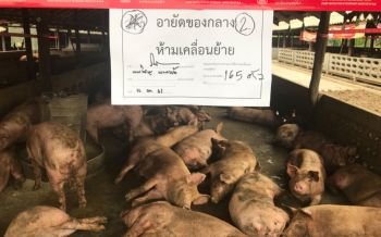 \'ปศุสัตว์\'ลงพื้นที่ฟาร์มนครปฐม อายัด\'หมู\'2,709ตัว หลังตรวจพบสารเร่งเนื้อแดง