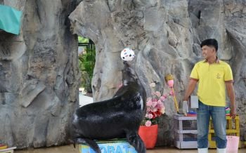 น่ารักเว่อร์! \'แมวน้ำแสนรู้\'สวนสัตว์โคราชเสี่ยงทายปีนี้ทีมชาติฝรั่งเศษคว้าแชมป์บอลโลกชัวร์