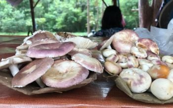 ออกแล้ว!เห็ดป่ายอดนิยม\'เห็ดระโงก-เห็ดเผาะ\' ชาวบ้านเก็บวางขายริมทางทำเงินวันละสองพัน