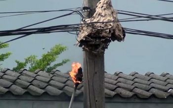 ไงล่ะเอ็ง!ต่อยผิดคนแล้ว ผกก.โดน\'ต่อหัวเสือ\'เล่นงาน สั่งเผารังทิ้งทันที