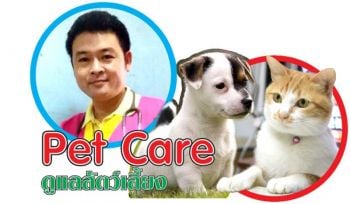 Pet care : อันตรายใกล้ตัวของเจ้าตูบเจ้าเหมียวจอมตะกละ (ตอนที่ 1)