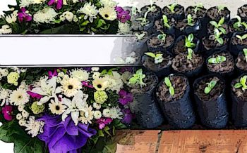 เลิก\'พวงหรีดงานศพ\'เปลี่ยนเป็น\'ต้นไม้\' เลขาธิการมูลนิธิชัยพัฒนาชี้เพิ่มพื้นที่สีเขียวในเมือง