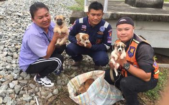 น่าสงสาร! เจ้าตูบตัวน้อยกว่า 10 ตัวถูกทิ้งหิวโซอยู่บนรางรถไฟศรีราชา