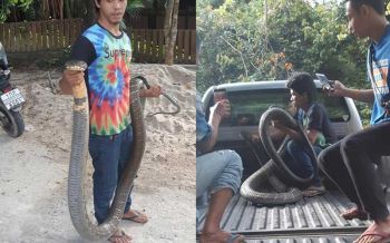 คอหวยตื่น! แห่ตีเลขเด็ด\'จงอางยักษ์\' ซุกห้องน้ำร้านอาหารอีสานชื่อดัง เมืองคอน