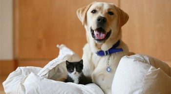 pet care : อันตรายใกล้ตัวของเจ้าตูบเจ้าเหมียวจอมตะกละ (ตอนที่ 2)