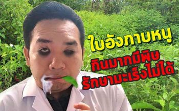 \'หมอแล็บแพนด้า\'เตือน!! \'ใบอังกาบหนู\' โทษเพียบ-รักษามะเร็งไม่ได้