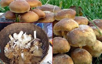 พบคนกินเห็ดพิษป่วยแล้วกว่า 1 พันรายตาย 6 แพทย์เตือนระวังก่อนเก็บ-ซื้อมาปรุงอาหาร