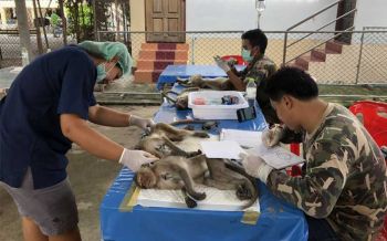 เจ้าจ๋อจ๋อย!จนท.อุทยานฯจับลิงทำหมัน300ตัว หลังก่อกวนชาวบ้าน