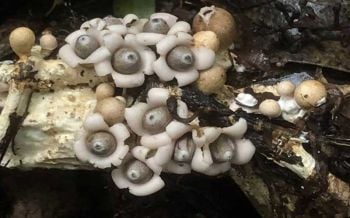 \'เห็ดดาวดินจิ๋ว\' ขึ้นที่อุทยานแห่งชาติภูหินร่องกล้า
