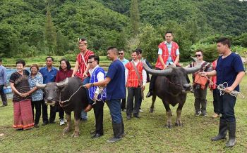 เมืองโอ่งเปิดแหล่งท่องเที่ยวเชิงเกษตรแห่งใหม่ ตั้งโรงเรียน\'ควาย\' สอนทำนาบนพื้นที่ราบสูง