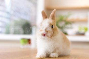 pet care : \'กระต่าย\'